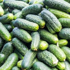 Насіння огірка «Кущовий» Nasivanky