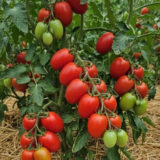 Насіння помідорів «Юлічка» Nasivanky