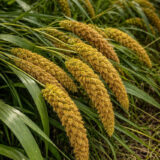 Насіння сетарії «Лисохвіст» Nasivanky