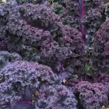 nasivanky-kapysta-kale-skarlet