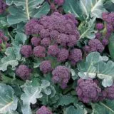 Nasivanky. Магазин крафтового насіння. Зеленина. Капуста брокколі Early Purple Sprouting