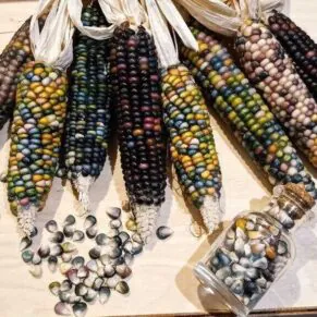 Nasivanky. Магазин крафтового насіння. насіння овочів. насіння кукурудзи Glass Gem.