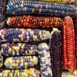 Nasivanky. Магазин крафтового насіння. насіння овочів. насіння кукурудзи