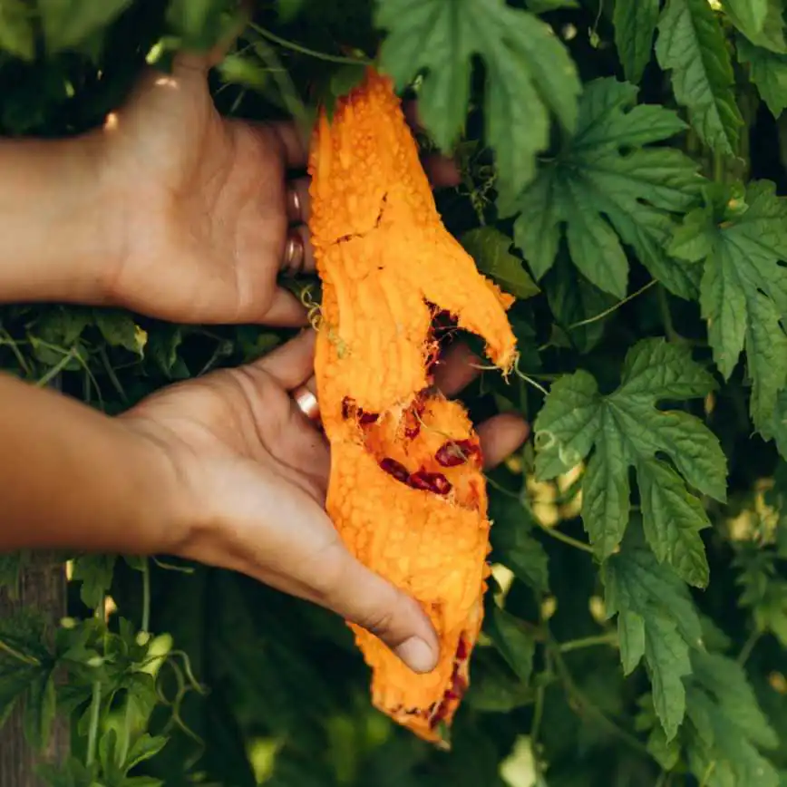 Nasivanky. Магазин крафтового насіння. Родичі гарбузові.Насіння момордики Satsuma Onaga Nasivanky.Магазин. крафтового насіння. Родичі гарбузові.