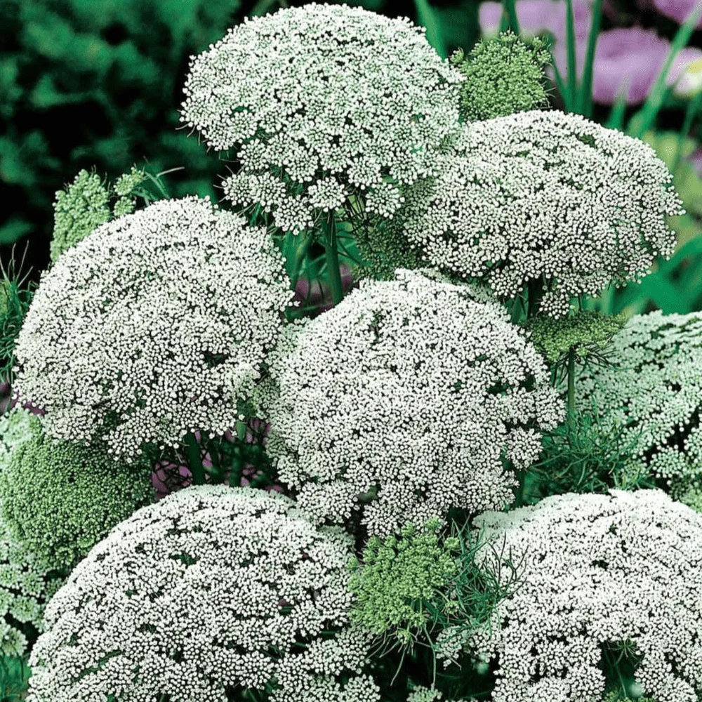 Nasivanky. Магазин крафтового насіння. Насіння Амі Visnaga Green Nasivanky. Магазин крафтового насіння. Насіння квітів.