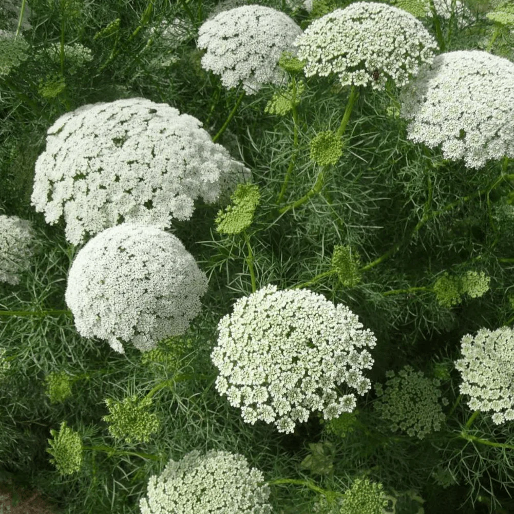 Nasivanky. Магазин крафтового насіння. Насіння Амі Visnaga Green Nasivanky. Магазин крафтового насіння. Насіння квітів.