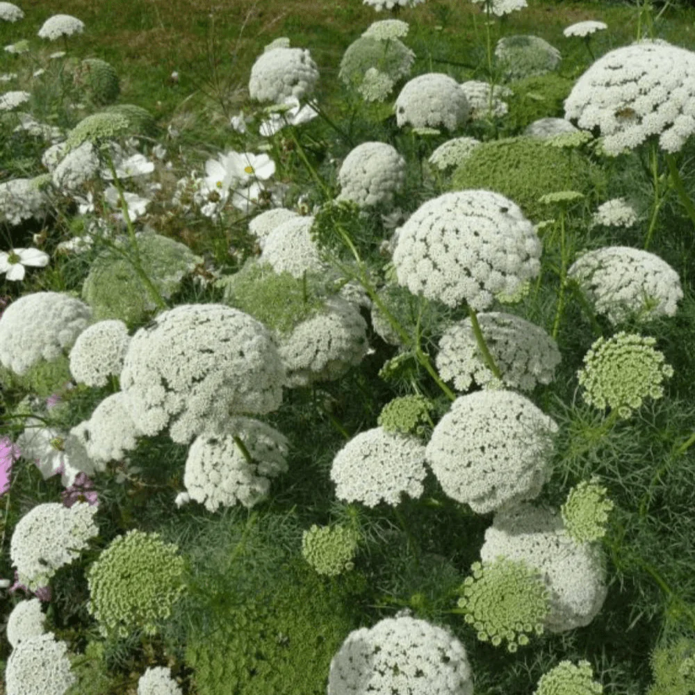 Nasivanky. Магазин крафтового насіння. Насіння Амі Visnaga Green Nasivanky. Магазин крафтового насіння. Насіння квітів.