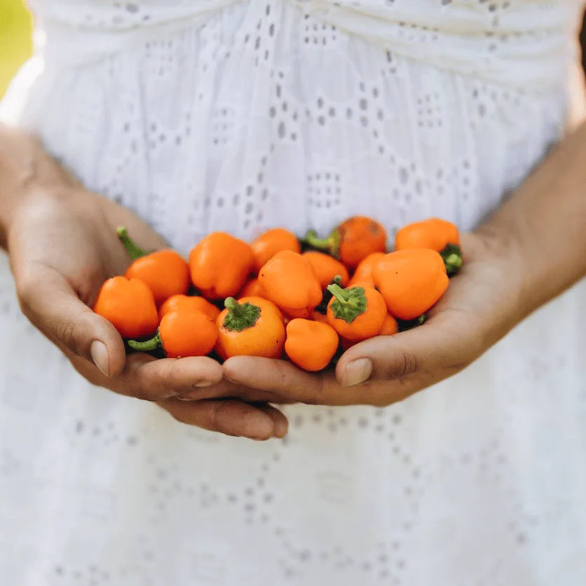Nasivanky. Магазин крафтового насіння.Насіння овочів.Насіння перцю Mini Bell Orange Nasivanky. Магазин крафтового насіння.Насіння овочів.Насіння перцю