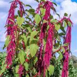 Nasivanky. Магазин крафтового насіння. Насіння квітів. Насіння амаранту Love Lies Bleeding Fountain
