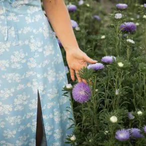 Nasivanky. Магазин крафтового насіння. Насіння квітів. Насіння айстра Callistephus Chinensis Blue