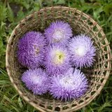 Nasivanky. Магазин крафтового насіння. Насіння квітів. Насіння айстра Callistephus Chinensis Blue