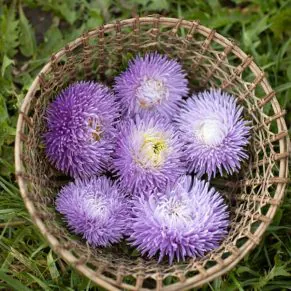 Nasivanky. Магазин крафтового насіння. Насіння квітів. Насіння айстра Callistephus Chinensis Blue