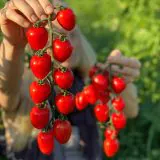 Nasivanky. Магазин крафтового насіння.Насіння помідорів Gardener’s Sweetheart