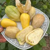 Насіння фізалісу «Королева Маліналько» Nasivanky