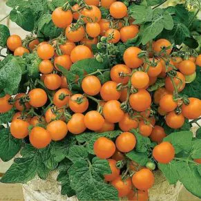 Насіння помідорів «Venus Orange» Nasivanky - 2