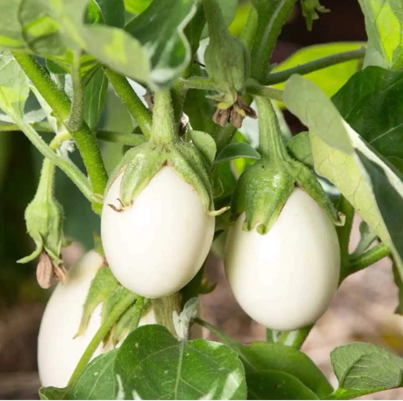 Насіння баклажана «White Eggs» Nasivanky Насіння баклажана «White Eggs» Nasivanky