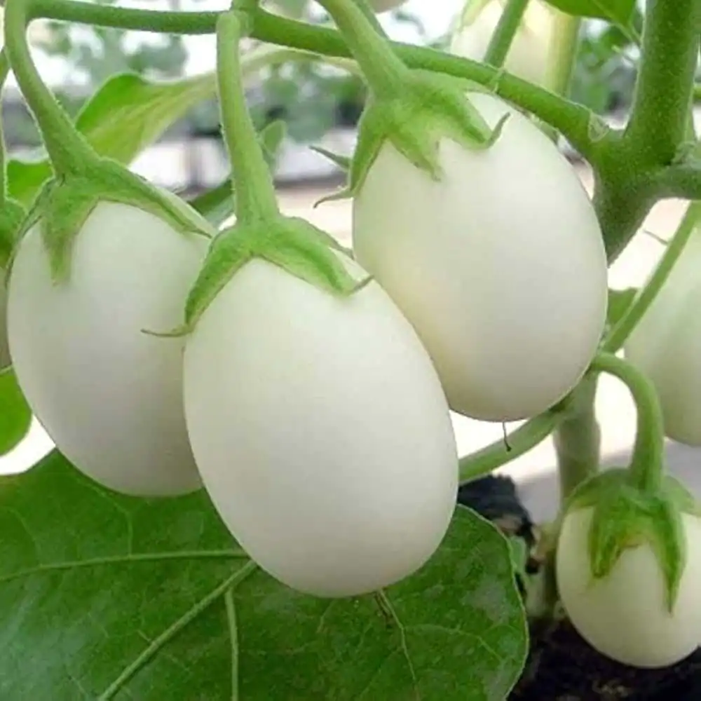 Насіння баклажана «White Eggs» Nasivanky Насіння баклажана «White Eggs» Nasivanky